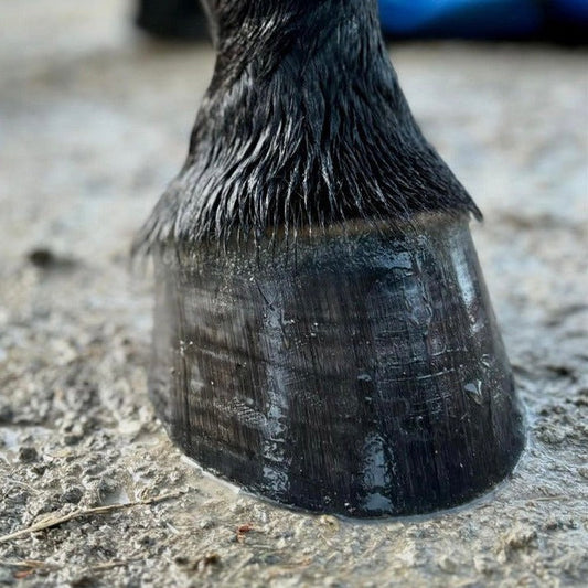 Hoof Gloss & Conditioning Balm 500gm