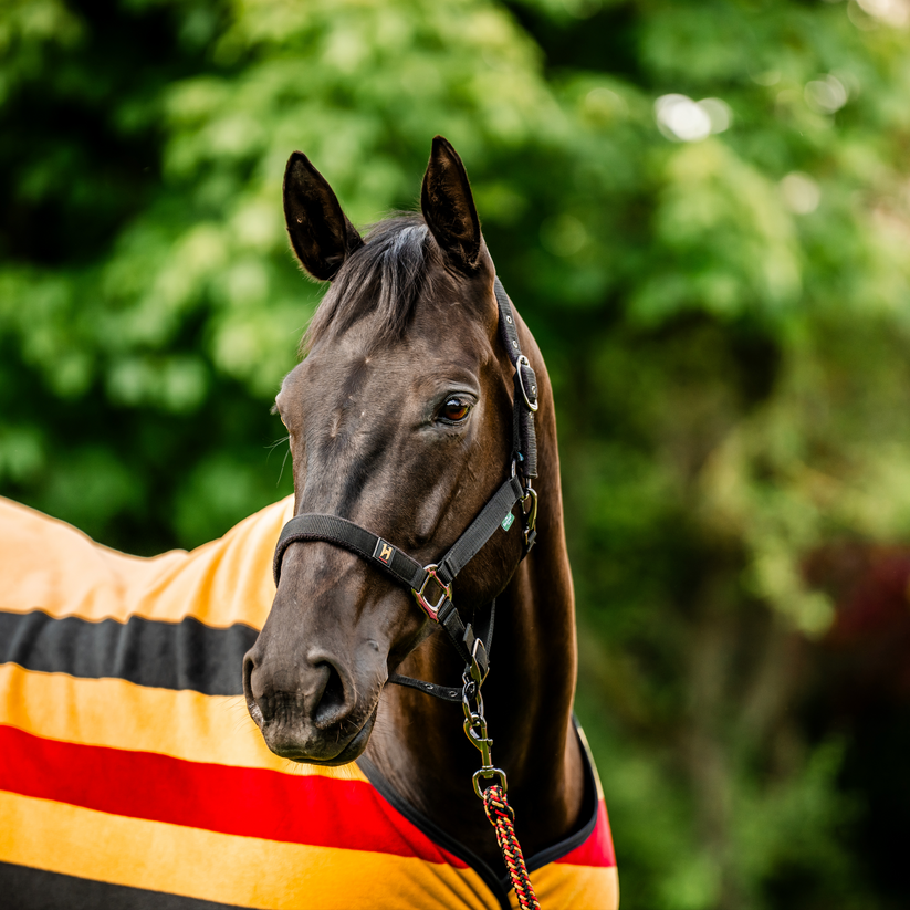 Horseware Newmarket Headcollar & Lead rope Black & Gold