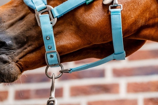 Horseware Signature Grooming Headcollar, Blue Haze