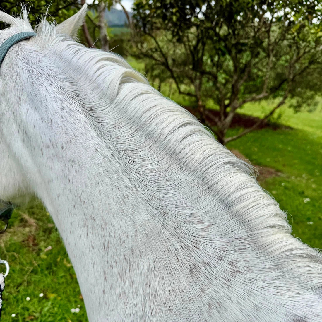 Eco Horse Bubblegum Shampoo