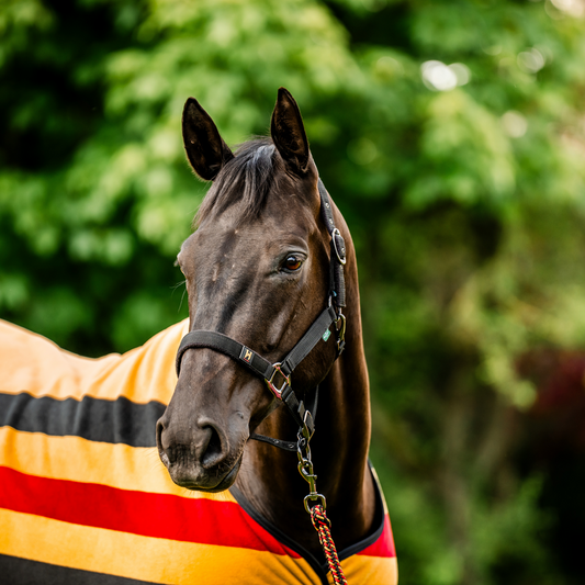 Horseware Newmarket Headcollar & Lead rope Black & Gold