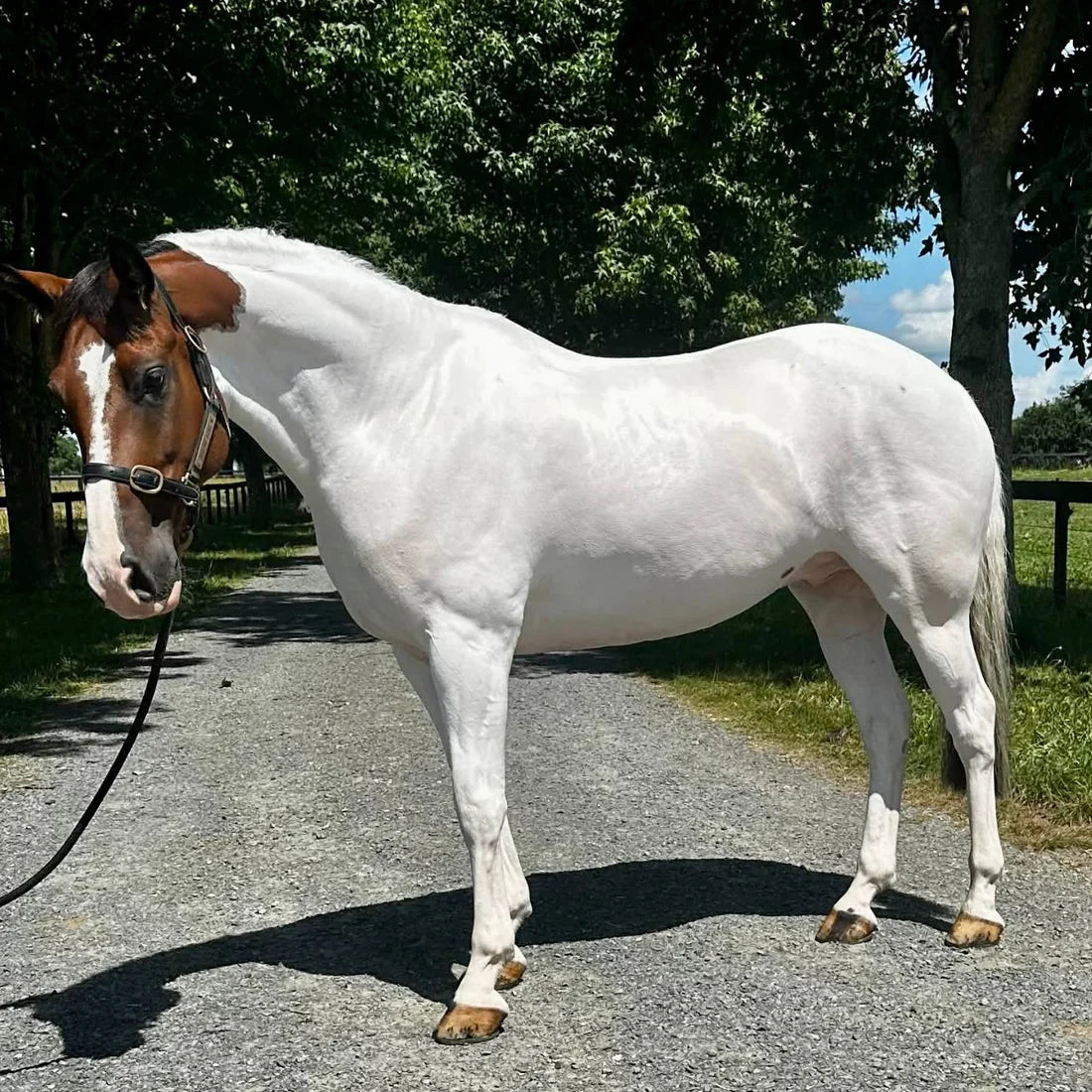 Eco Horse TRIPLE Purple Power Shampoo