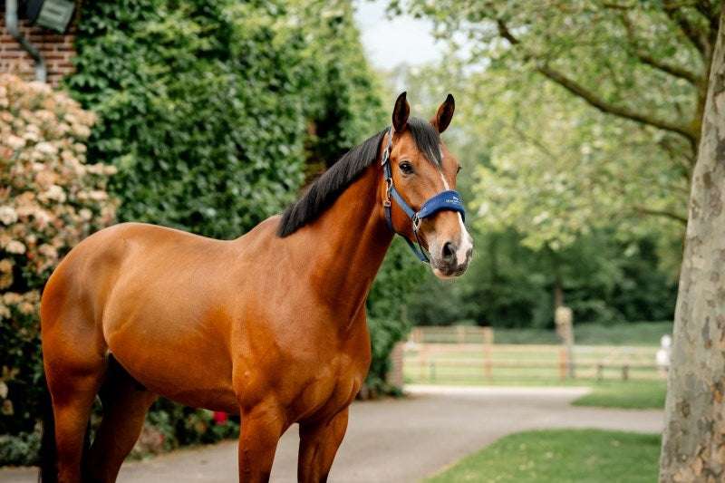 Horseware Signature Grooming Headcollar, Navy