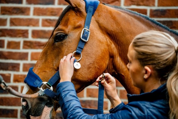 Horseware Signature Grooming Headcollar, Navy