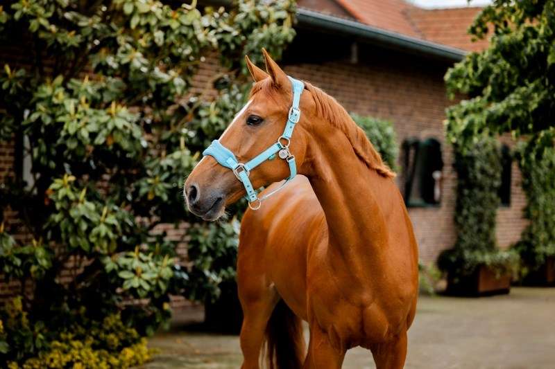 Horseware Signature Grooming Headcollar, Blue Haze