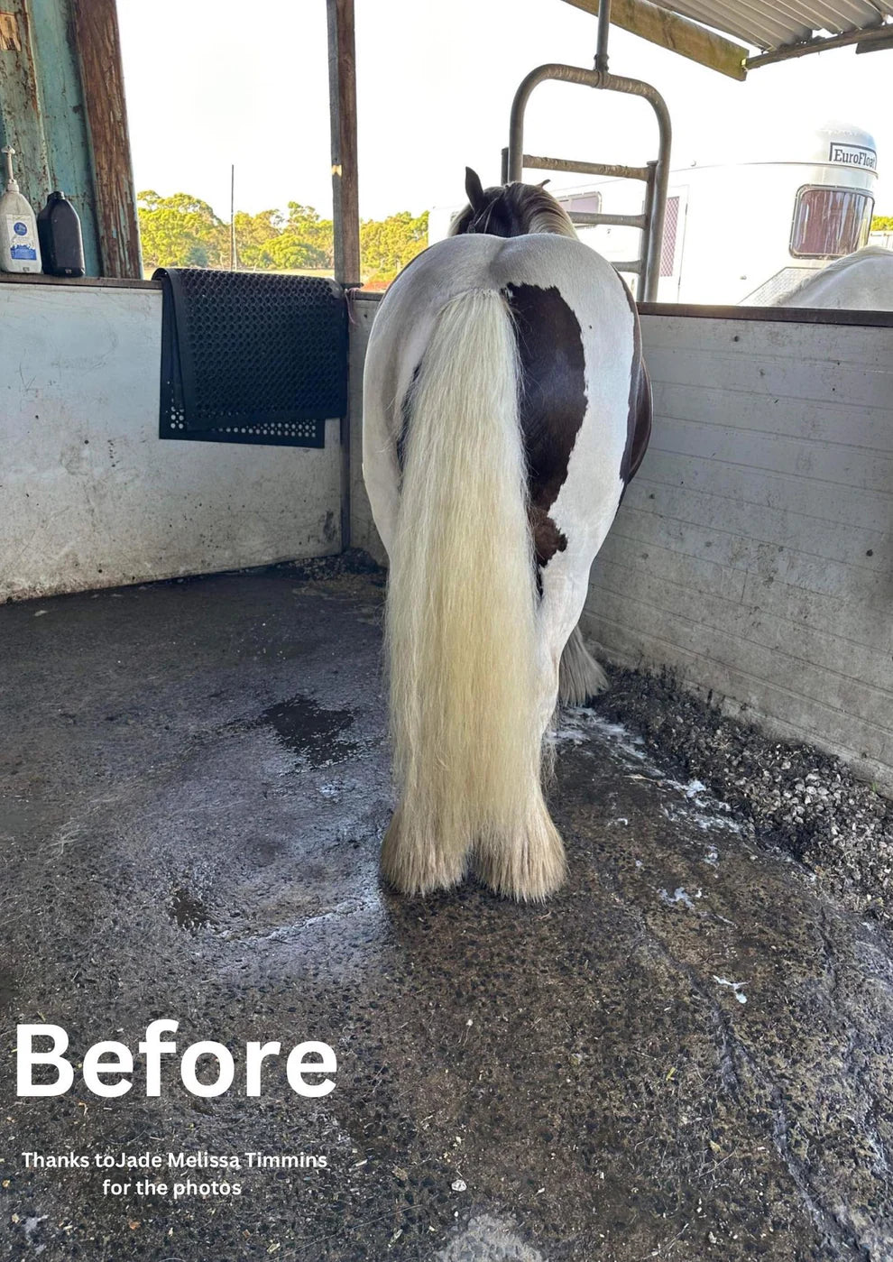 Hairy Pony Horse Purple Hair Repair